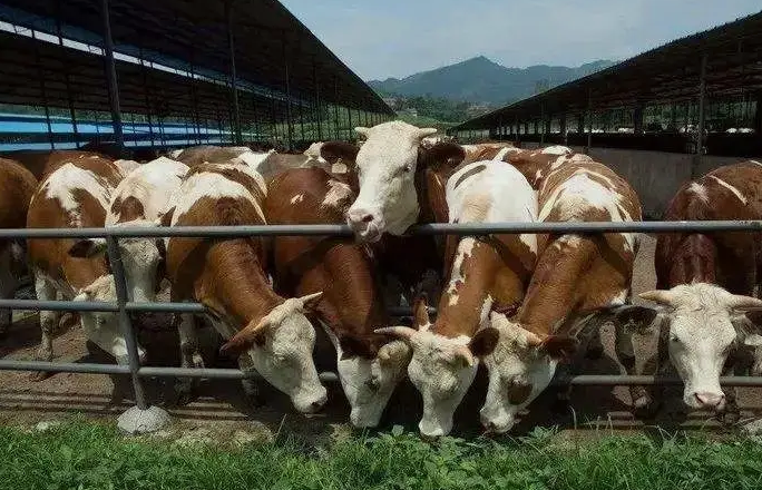 養(yǎng)殖污水處理設(shè)備是如何處理污水并實現(xiàn)排放達(dá)標(biāo)的？