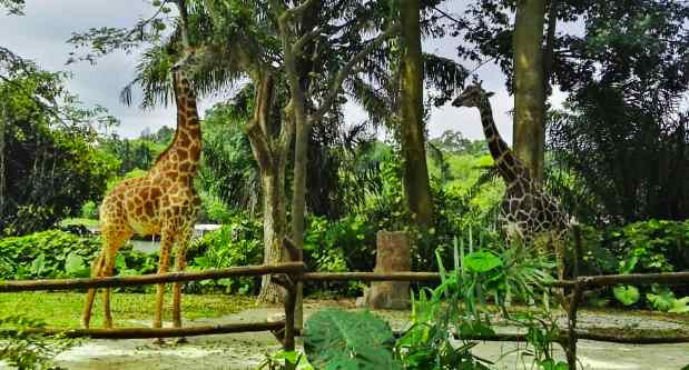 動(dòng)物園有什么污水需要處理怎么處理（野生動(dòng)物園污水環(huán)評標(biāo)準(zhǔn)）